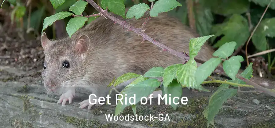 Get Rid of Mice Woodstock-GA