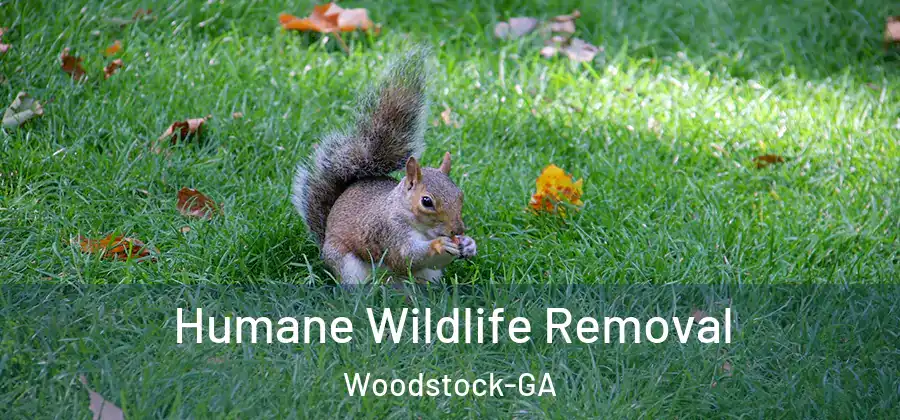 Humane Wildlife Removal Woodstock-GA
