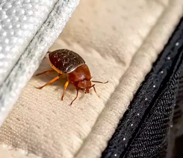 Trusted Bed Bug Prevention Specialists in Woodstock, GA