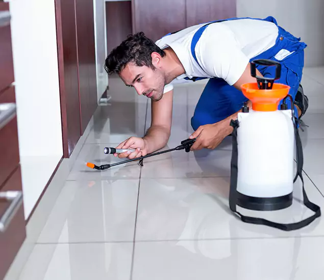 Reliable Professional Mouse Removal: Your Best Mouse Control Company in Woodstock, GA