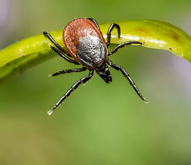 Your Trusted Tick Pest Control in Woodstock, GA