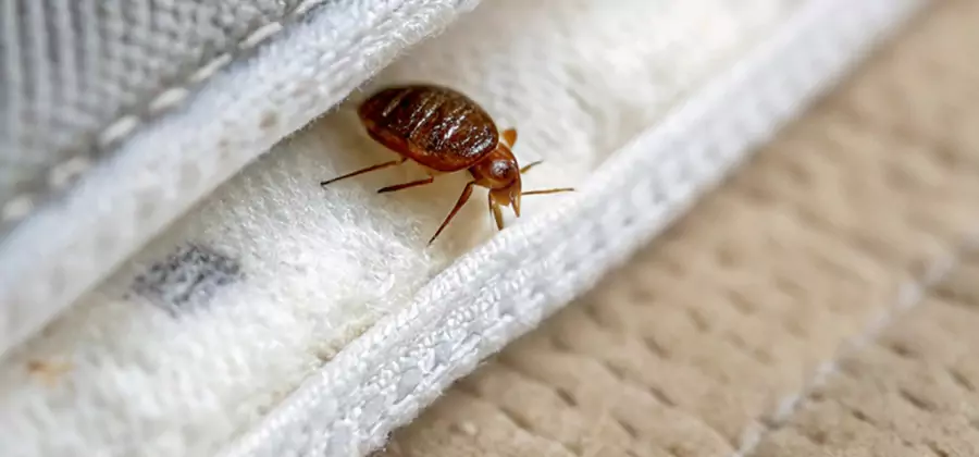 Tenting Bed Bug Fumigation in Woodstock