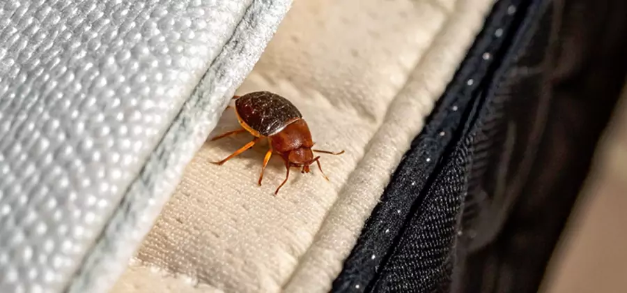 Commercial Bed Bug Control in Woodstock