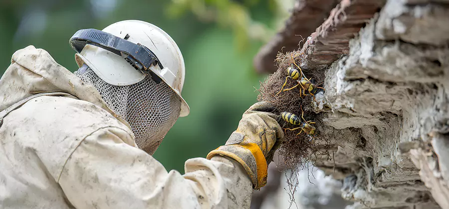 Bee and Wasp Hornet Removal in Woodstock