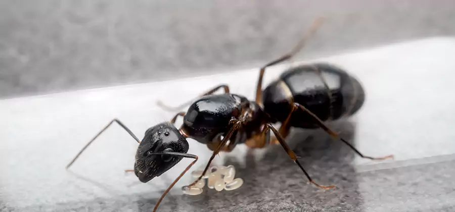 Black Ants in Kitchen Elimination in Woodstock