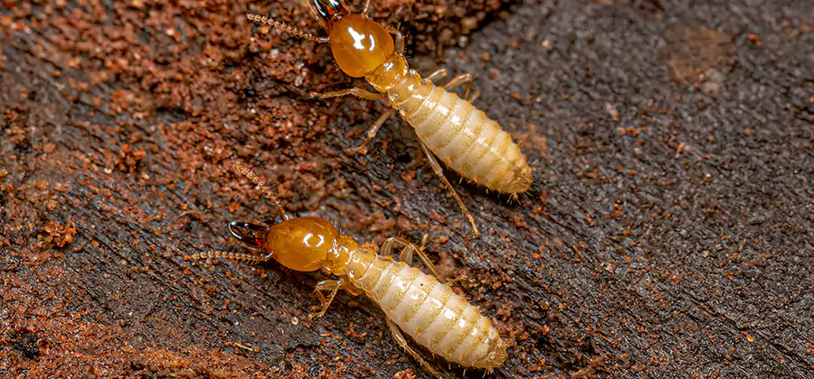 Structural Heat Termite Treatment in Woodstock