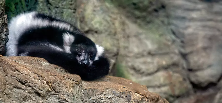Humane Skunk Removal in Woodstock
