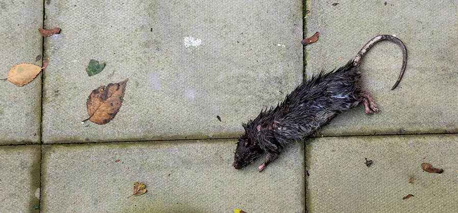Mice in the Attic Removal in Woodstock