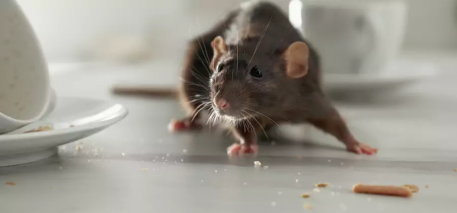 Rodent Feces Removal in Woodstock