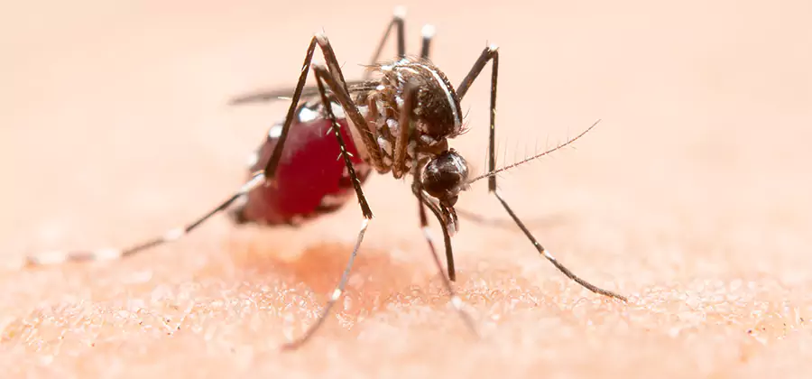 Indoor Mosquito Killer and Interior Control in Woodstock