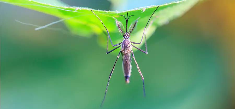 Pest and Mosquito Control for Yard and Patio in Woodstock