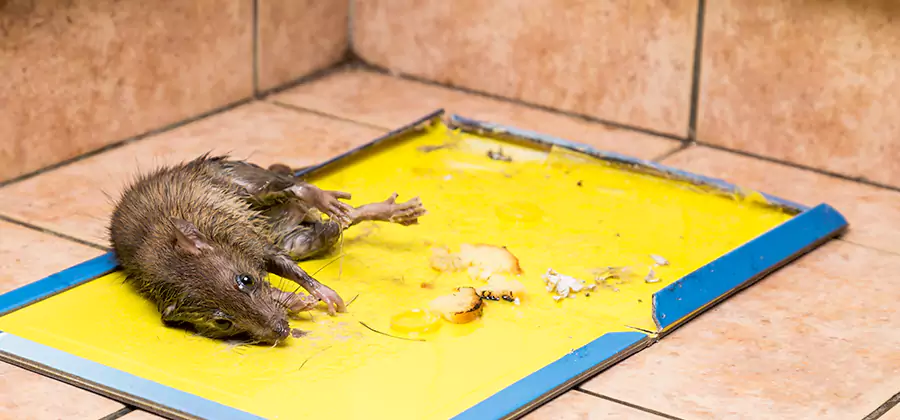 Mouse and Rat Control in Woodstock