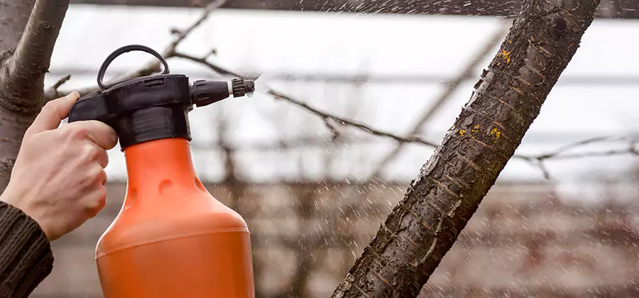 Orange Oil Structural Cavity Treatment in Woodstock