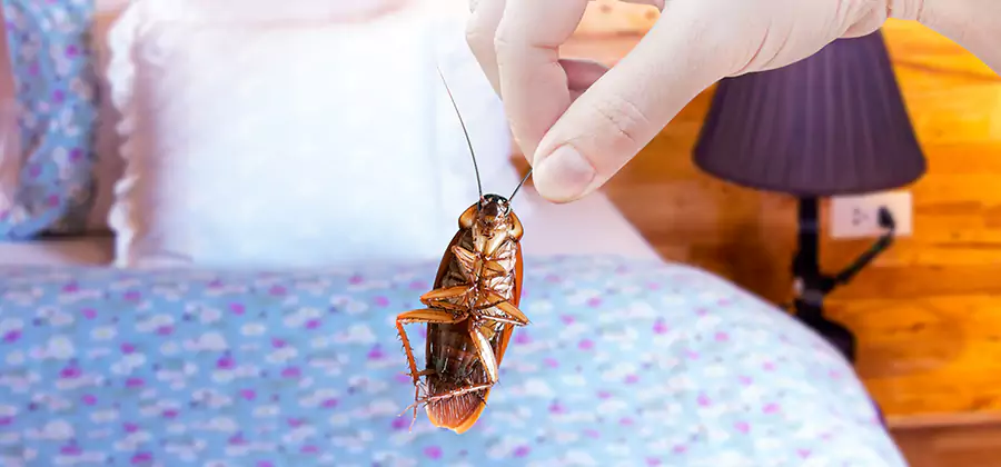Bed Bug Inspection in Woodstock