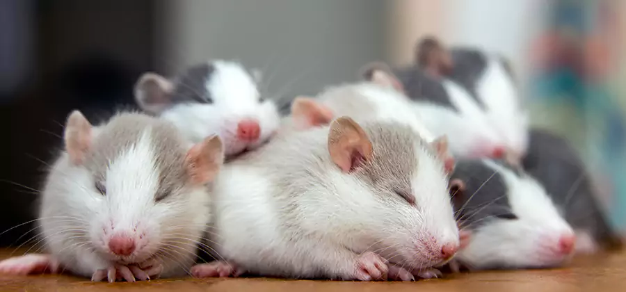 Rat Infestation Exclusion Service in Woodstock