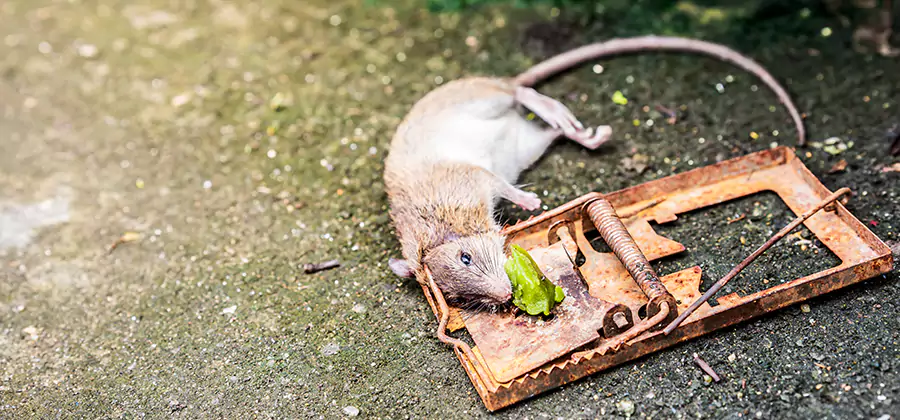 Rat Trapping in Woodstock