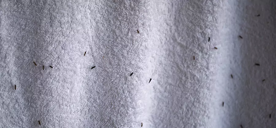 Small Black Ants in Bathroom Treatment in Woodstock
