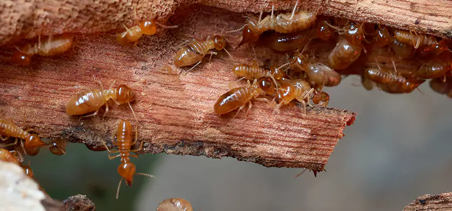 Perimeter Soil Termite Treatment in Woodstock