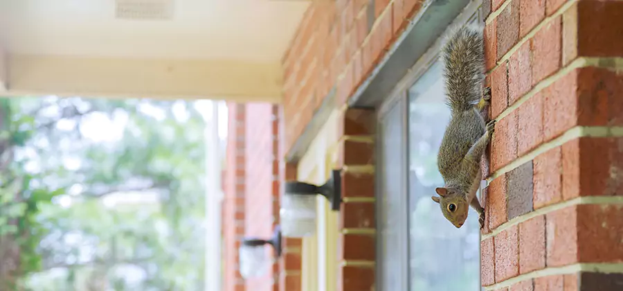 Squirrel Inside Walls Removal in Woodstock