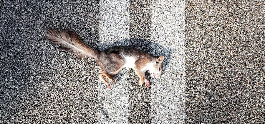 Dead Squirrel Removal in Woodstock