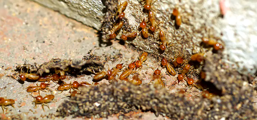 Wood Treatment and Localized Termite Solutions in Woodstock