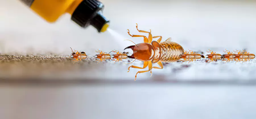 Foundation Termite Spraying Control in Woodstock