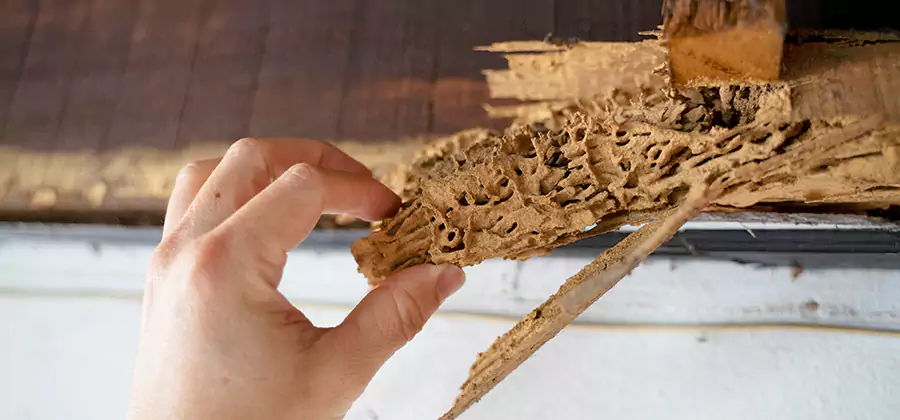 Pre-Construction Termite Treatment in Woodstock