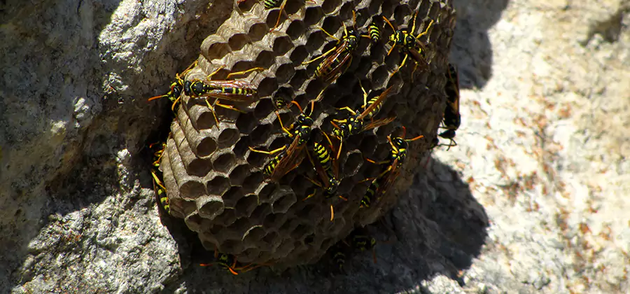 Wasp Nest in Tree Removal Woodstock