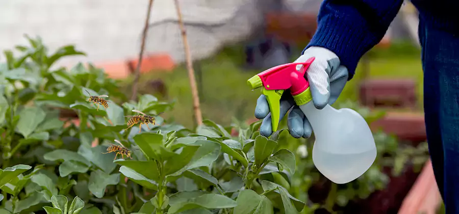 Yellow Jacket Pest Removal for Commercial Properties in Woodstock