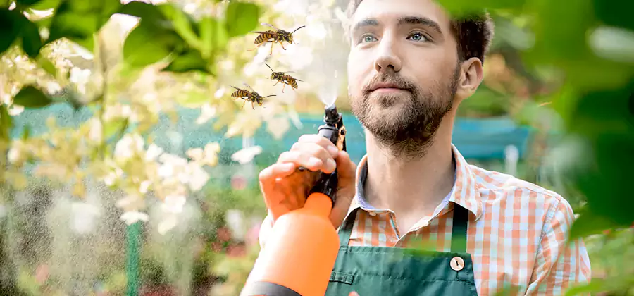 Yellow Jacket Wasp Removal in Woodstock