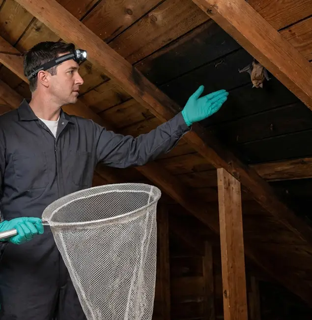 Why Woodstock Pest Control Pro Is the Right Choice in Woodstock, GA?