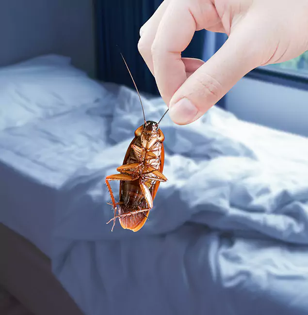 Why Choose Woodstock Pest Control Pro for Bed Bug Extermination in Woodstock, GA?