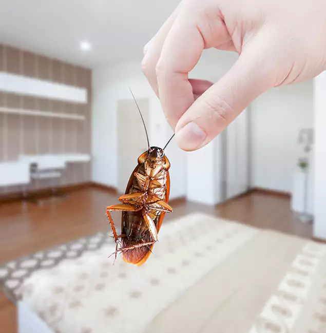 Why Woodstock Pest Control Pro Stand Out for Bed Bug Fumigation in Woodstock, GA?