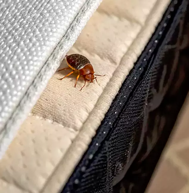 Why Choose Woodstock Pest Control Pro for Bed Bug Treatment at Home in Woodstock, GA?