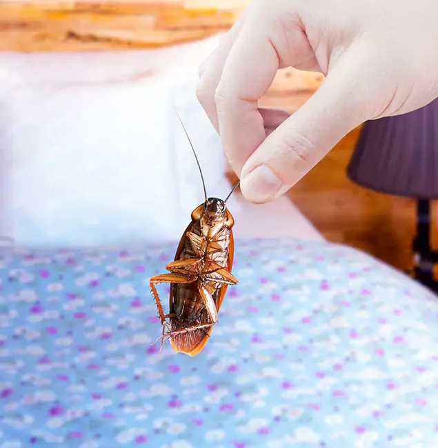 Why Choose Woodstock Pest Control Pro for Bed Bug Treatment in Woodstock, GA?