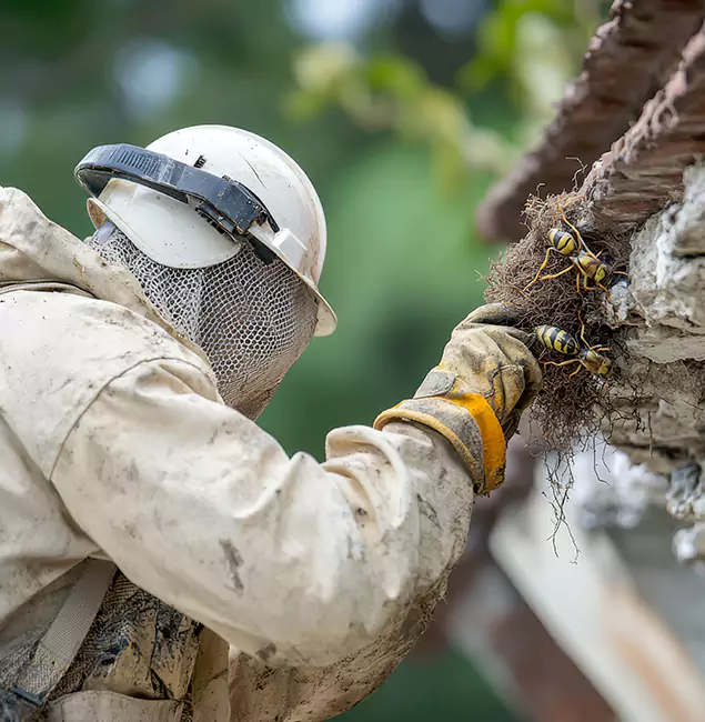 Why Woodstock Property Owners Choose Woodstock Pest Control Pro for Bee Exterminator?