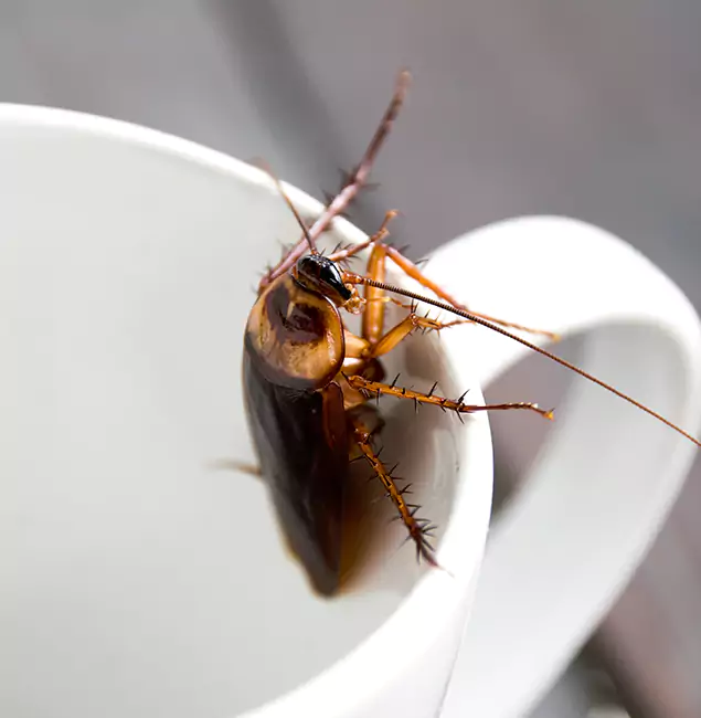 Why Woodstock, GA Residents Trust Woodstock Pest Control Pro for Cockroach Fumigation?