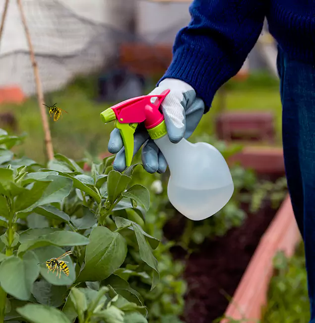 Why Woodstock Homeowners Choose Woodstock Pest Control Pro for Honey Bee Removal?