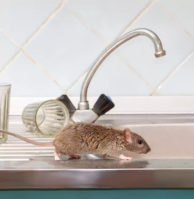 Why Woodstock, GA Trusts Woodstock Pest Control Pro for Humane Rodent Control?