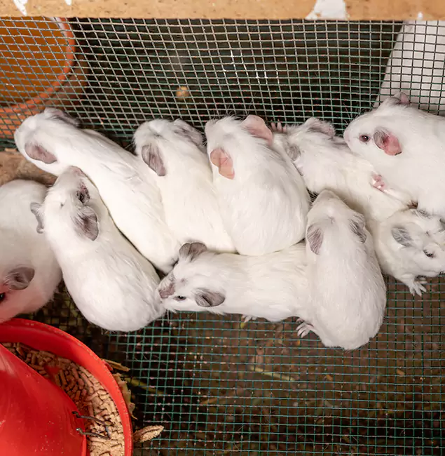 Why Woodstock Pest Control Pro Is the Trusted Choice in Woodstock, GA?