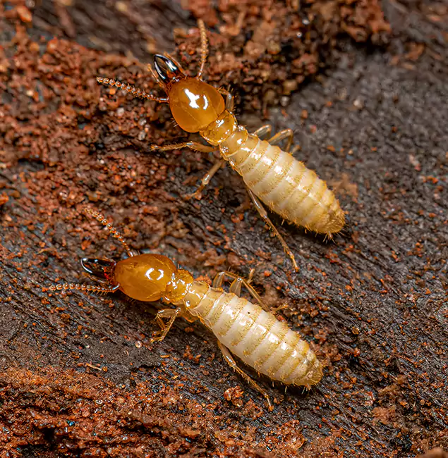 Why Choose Woodstock Pest Control Pro for Termite Treatment Without Tenting in Woodstock, GA?
