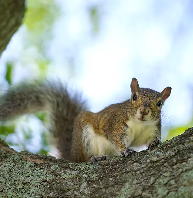 Why Woodstock, GA Relies on Woodstock Pest Control Pro for Squirrel Pest Control?