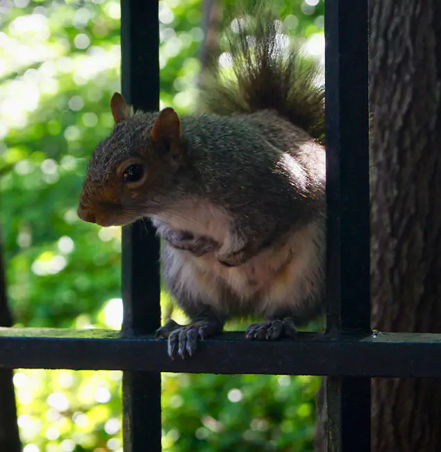 Why Woodstock, GA Chooses Woodstock Pest Control Pro for Squirrel Removal?