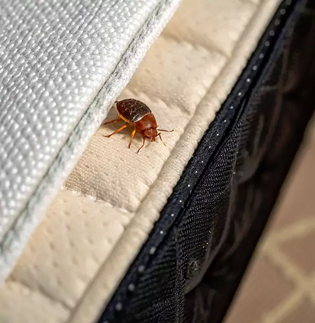 Why Woodstock Homeowners Trust Woodstock Pest Control Pro for Tick Treatment?