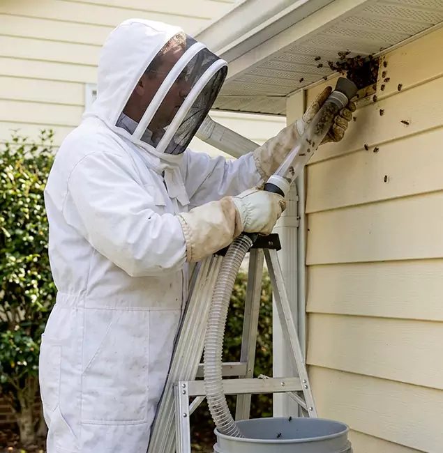 Why Woodstock Trusts Woodstock Pest Control Pro for Wasp Control?