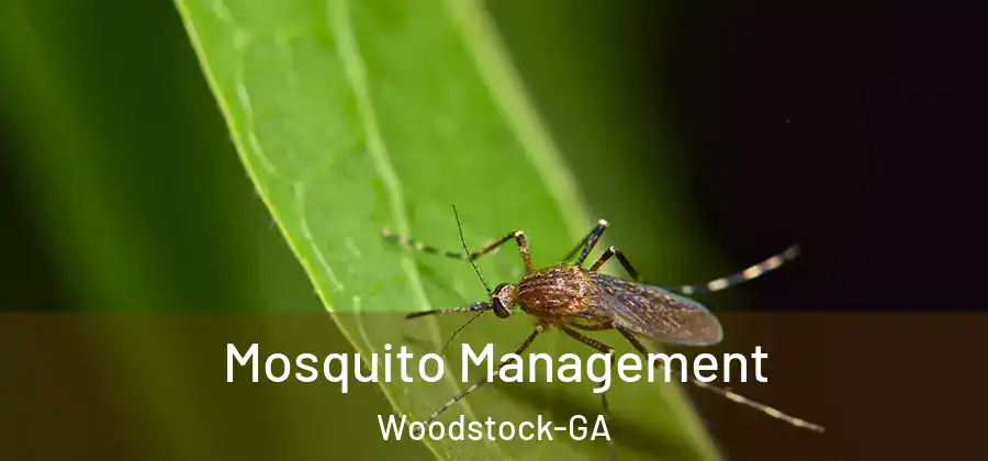 Mosquito Management Woodstock-GA