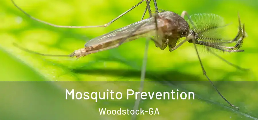 Mosquito Prevention Woodstock-GA
