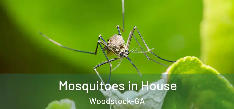 Mosquitoes in House Woodstock-GA