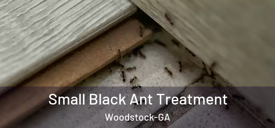 Small Black Ant Treatment Woodstock-GA