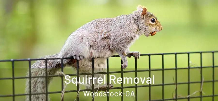 Squirrel Removal Woodstock-GA
